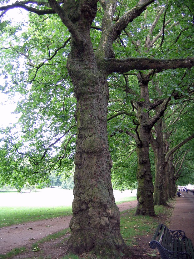 Gnarled Trees of Green Park Gnarled Trees of Green Park