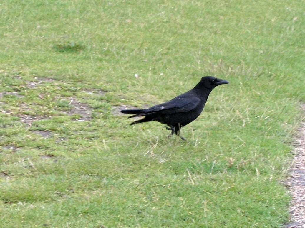 Crow Walk Crow Walk