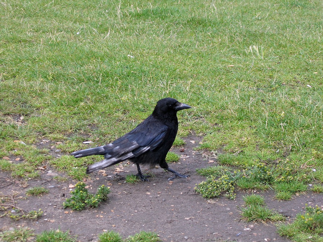 Crow in the Park Crow in the Park