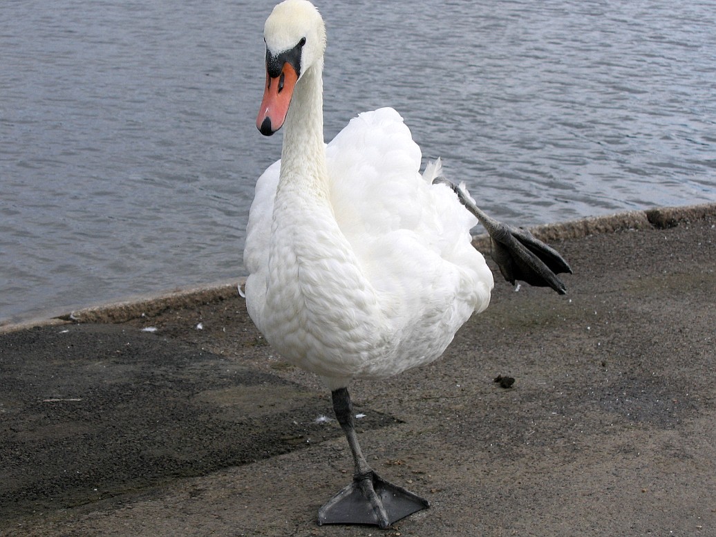 Swan Stand Swan Stand