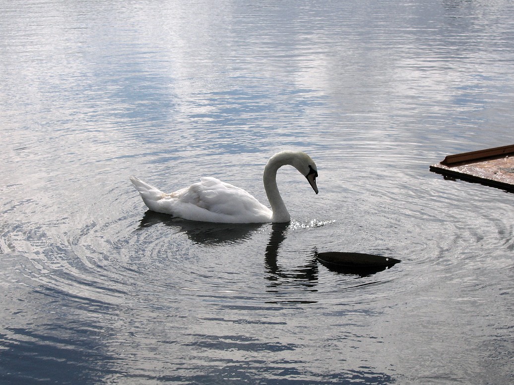 Swan in Round Pond Swan in Round Pond