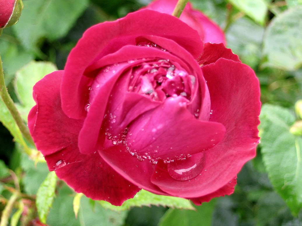 Crimson Rose Crimson Rose