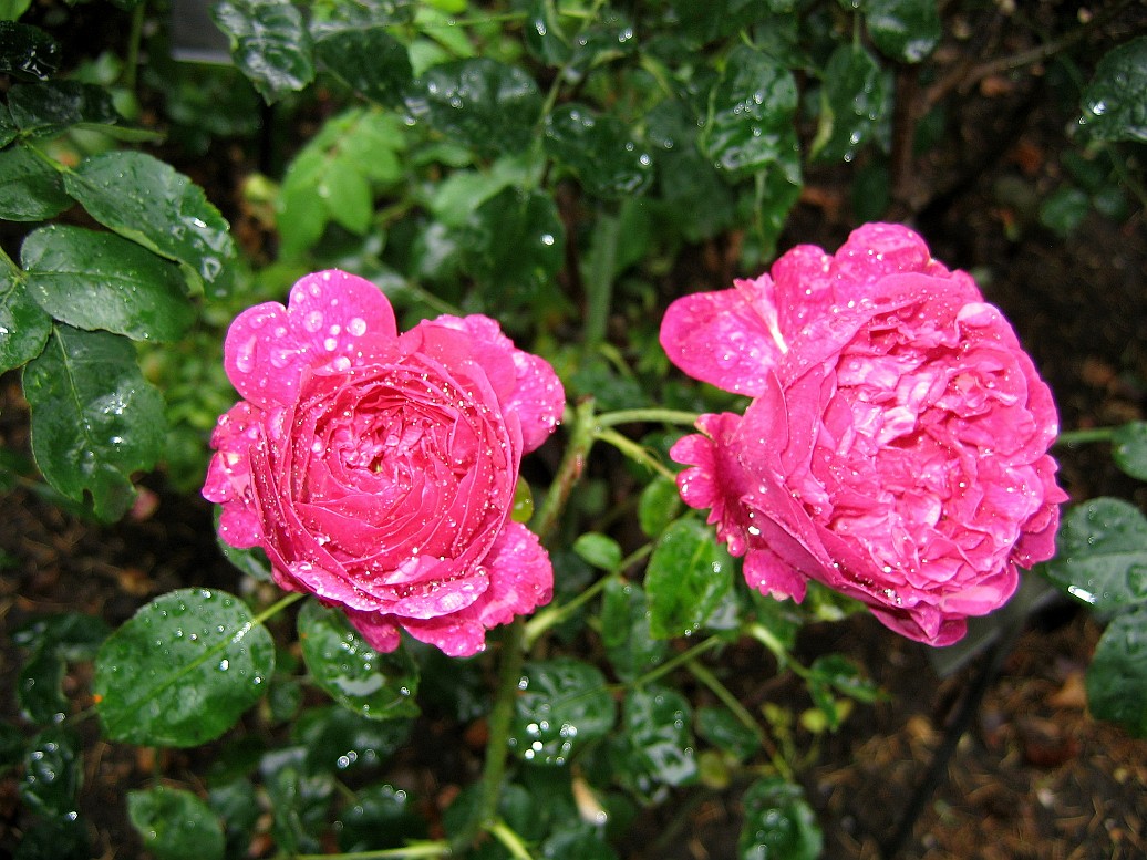 Pink Roses Dripping From the Rain Pink Roses Dripping From the Rain