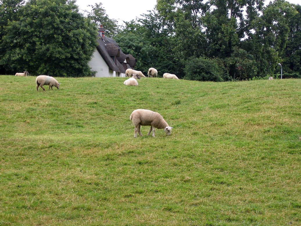Sheep Fields Sheep Fields