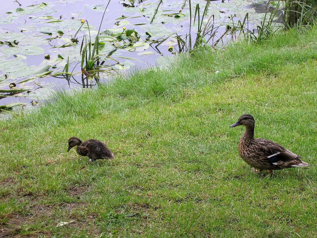 Mother Duck and Duckling Mother Duck and Duckling