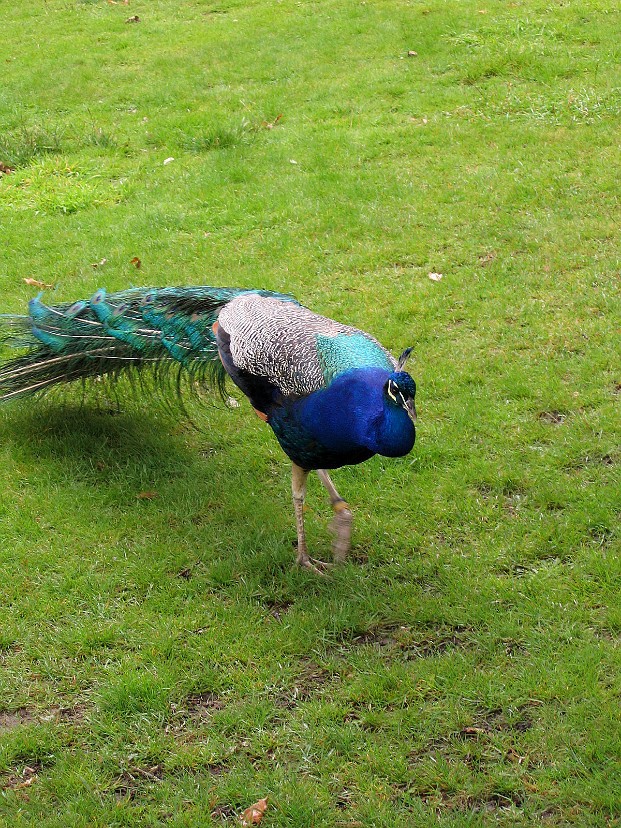 Peacock Strut Peacock Strut