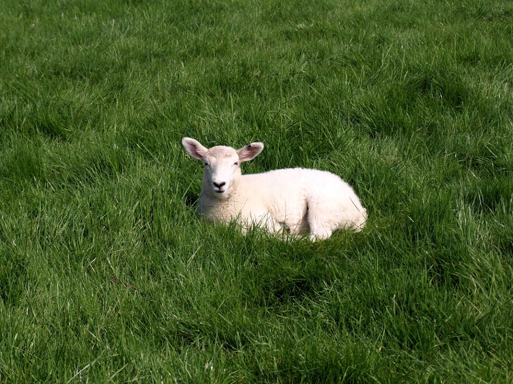 Little Lamb Resting in the Grass Little Lamb Resting in the Grass