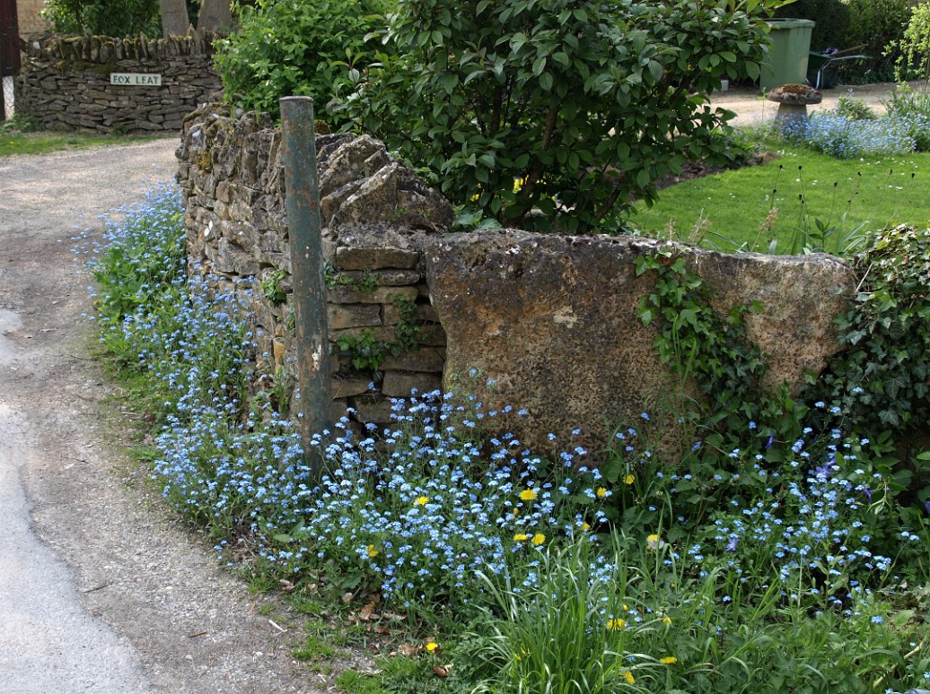 Blue Flowers and Stone Wall Blue Flowers and Stone Wall