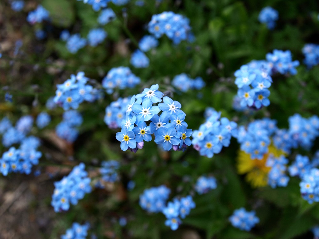 Little Blue Flowers Close Up Little Blue Flowers Close Up