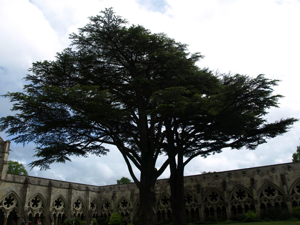 Sprawling Tree in the Center of the Cloister Garth Sprawling Tree in the Center of the Cloister Garth