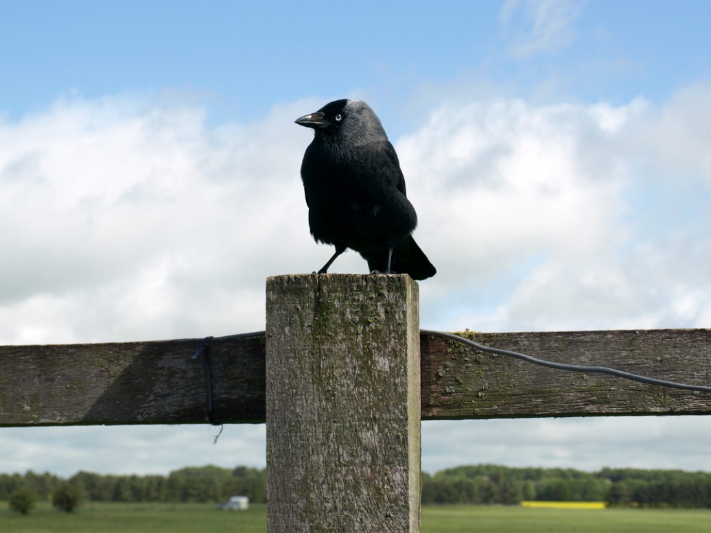 Black Bird Perched on the Fencepost Black Bird Perched on the Fencepost