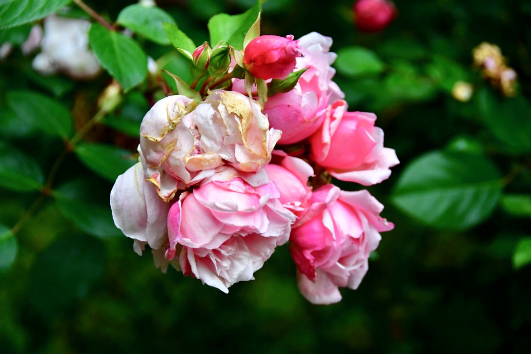 Little Pink Shrub Roses