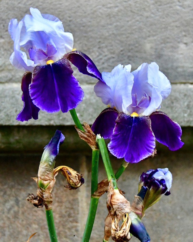 Bearded Iris in Shades of Purple