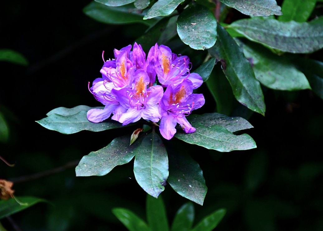 SOme Sort of Purple Rhododendron